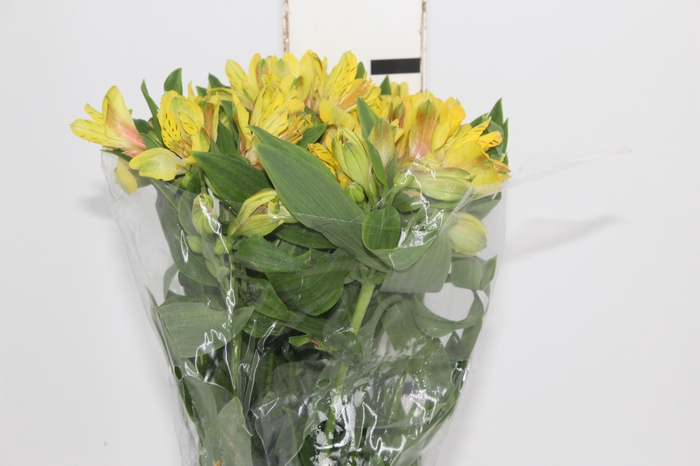 <h4>ALSTROEMERIA FLORIDA 080 CM</h4>