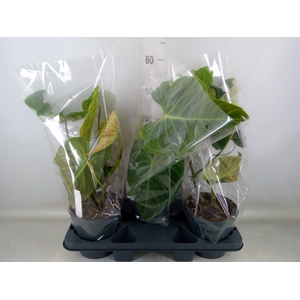 Philodendron   ...