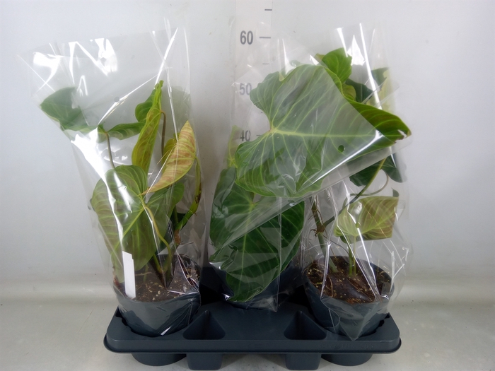 <h4>Philodendron   ...</h4>