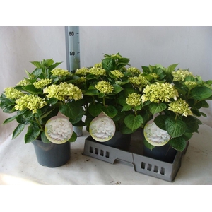 Hydrangea mac.   ...