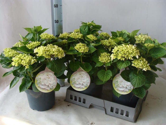 <h4>Hydrangea mac.   ...</h4>