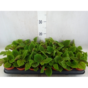 Pilea alumi