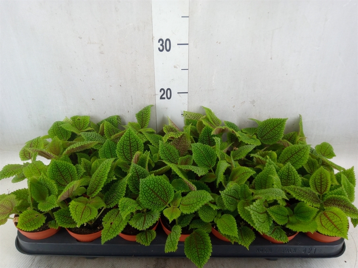 <h4>Pilea alumi</h4>