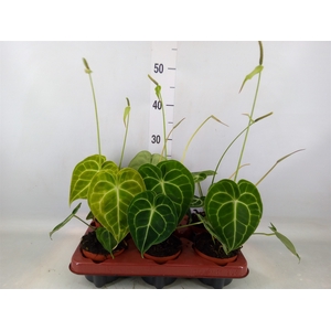 Anthurium clarinervium
