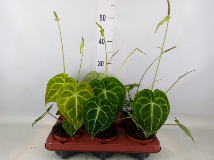 <h4>Anthurium clarinervium</h4>