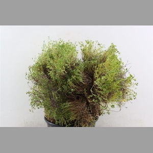 Euph Spinoza Medium P Bunch
