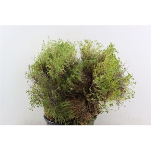 Euph Spinoza Medium P Bunch