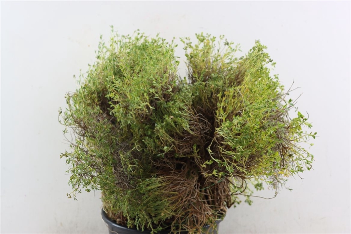 <h4>Euph Spinoza Medium P Bunch</h4>
