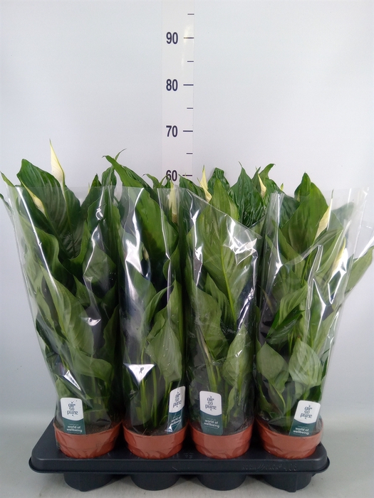 <h4>Spathiphyllum  'Sweet Ricardo'</h4>