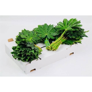 ARALIA 60 CM BROWN BOX