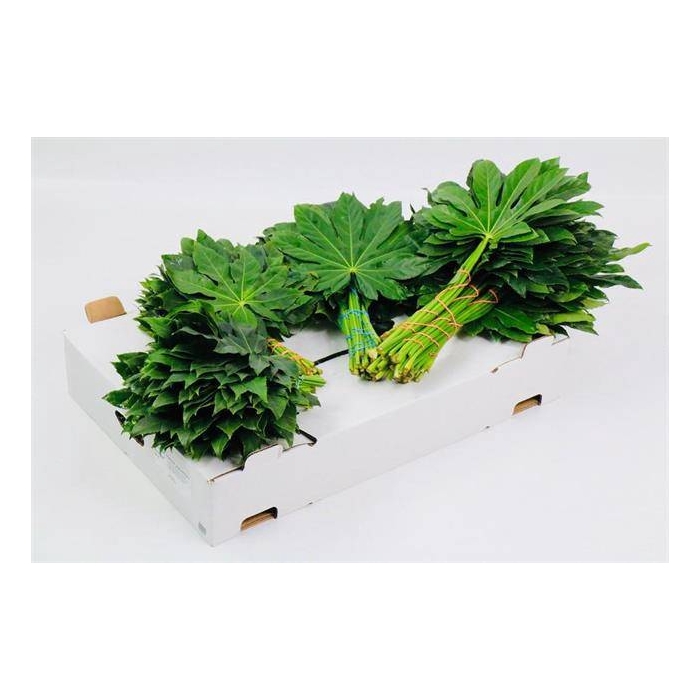 <h4>ARALIA 60 CM BROWN BOX</h4>