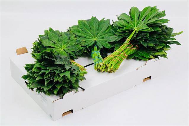 <h4>ARALIA 60 CM CORE</h4>