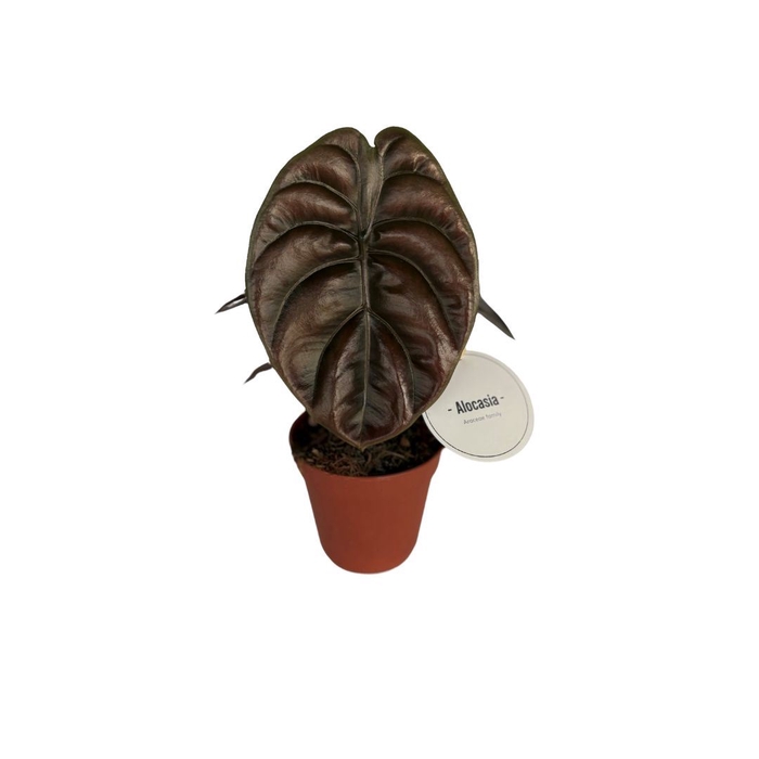 <h4>Alocasia cuprea 'Red Secret'</h4>
