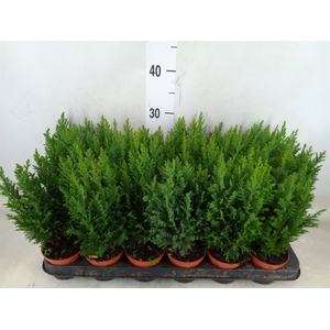 Chamaecyparis laws. 'Ellwoodii'