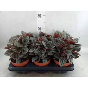 Peperomia caperata 'Caracas'
