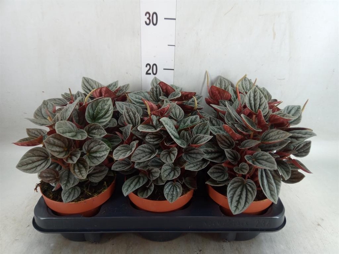 <h4>Peperomia caperata 'Caracas'</h4>