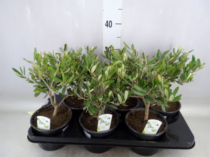 <h4>Olea europaea</h4>