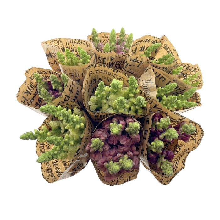 <h4>BQ Mono Antirrhinum 5 stems</h4>