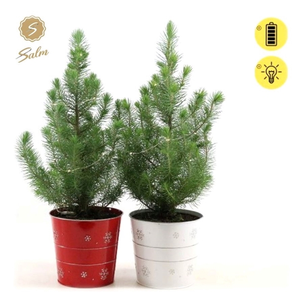 <h4>Pinus pinea 'Silver Crest' P17 in Zinc X-mas Duo + Lights</h4>