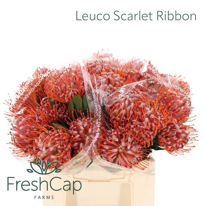 <h4>Leuco Scarlet Ribbon</h4>
