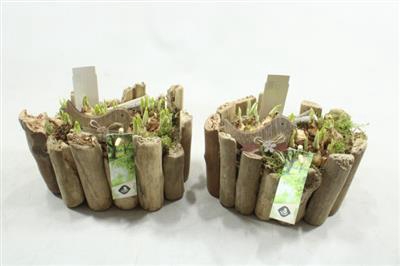 <h4>1304 Hout Stam Ovaal</h4>