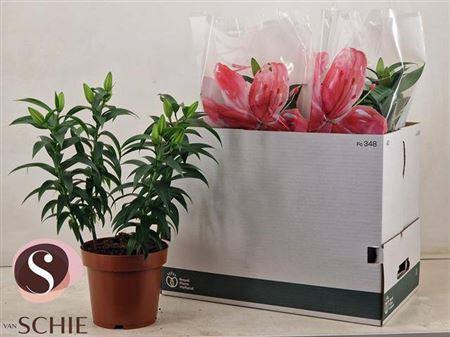 <h4>Lil Or Oxygen</h4>