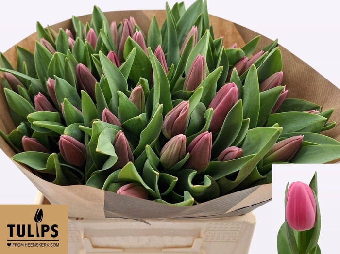 <h4>TU EN JOLENE</h4>