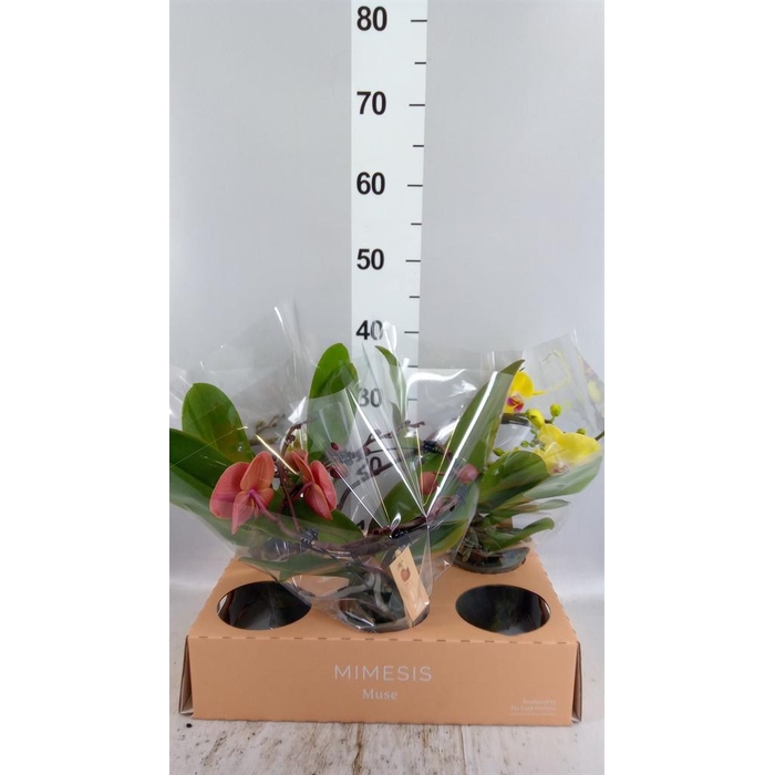 <h4>Phalaenopsis  'Muse'   ...mix</h4>