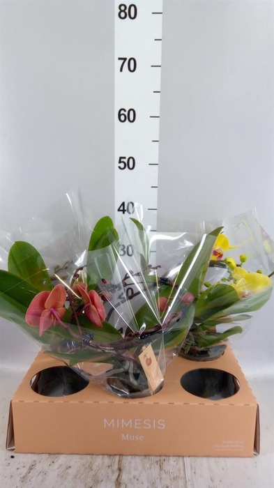 Phalaenopsis  'Muse'   ...mix