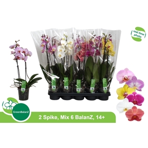PHAL GEM 6 KL