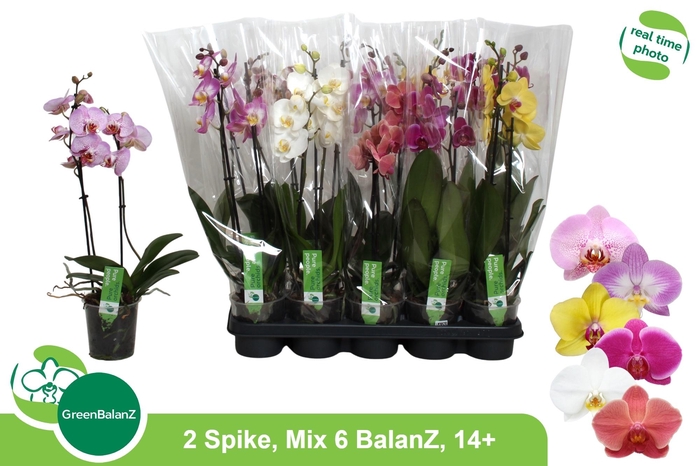 <h4>PHAL GEM 6 KL</h4>