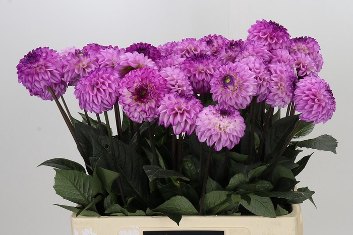 Dahlia Genova