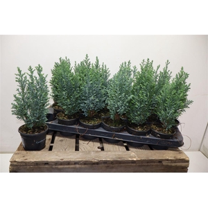 arr8 Cham L Ellwoodii