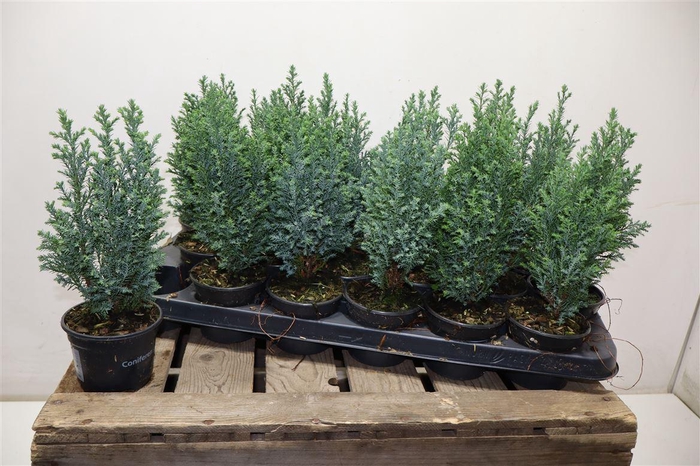 <h4>arr8 Cham L Ellwoodii</h4>