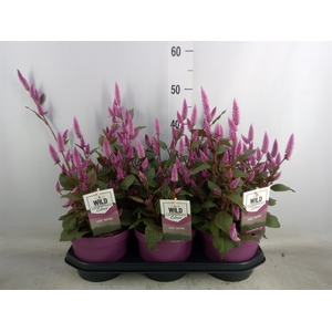 Celosia arg. SP 'Wild Pink'