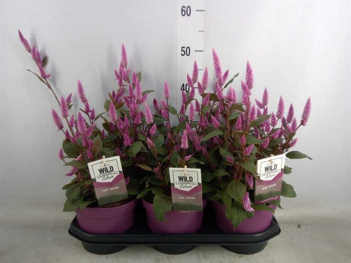 <h4>Celosia arg. SP 'Wild Pink'</h4>