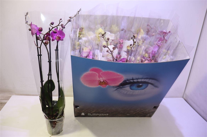 <h4>Phal Gem 7 Kl</h4>