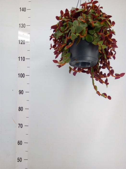 <h4>Tradescantia sillam. 'Brown Hill'</h4>
