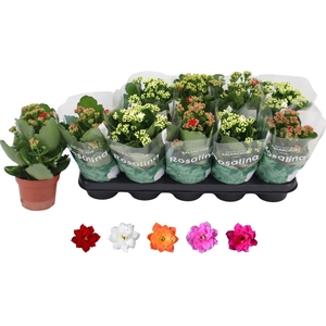 KALAN CALAN MIX ROSALINA P12