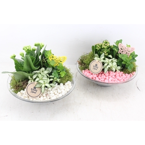arr2 PL - Glas schaal 23cm - roze/wit