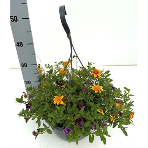 PERKPL GEM IN POT