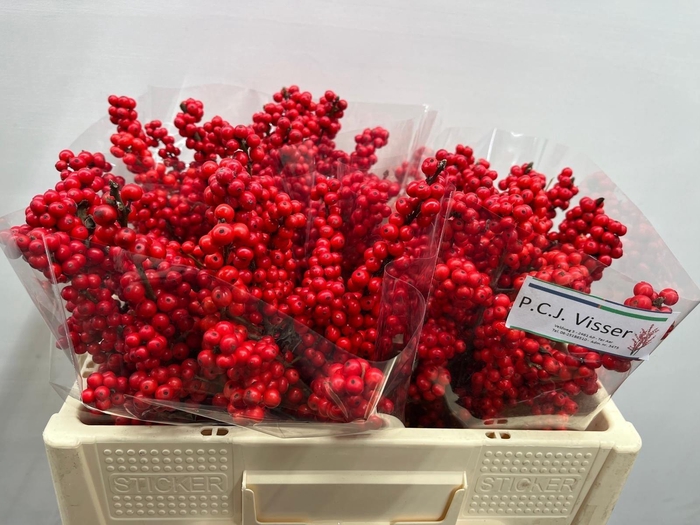 <h4>ILEX VE RODE BES</h4>