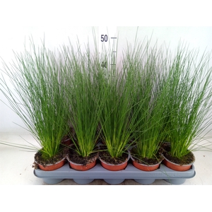 Juncus  'Pencil Grass'