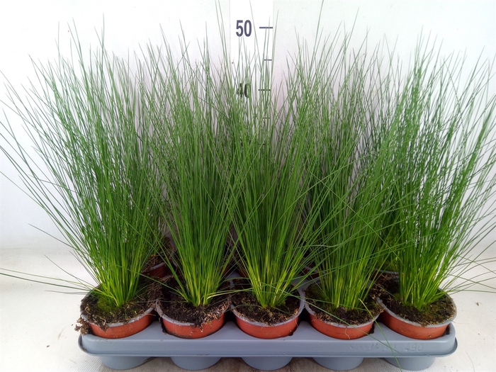 <h4>Juncus  'Pencil Grass'</h4>