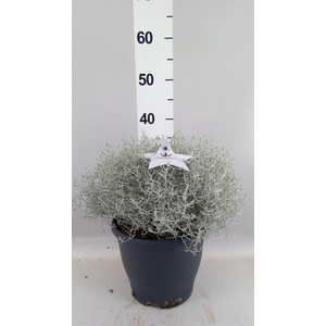 Leucophyta brownii