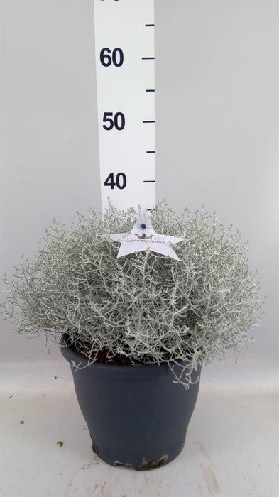 <h4>Leucophyta brownii</h4>