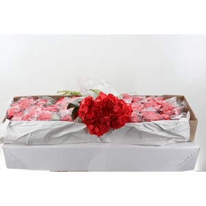 Hydr Dark Red Tinted Select Box