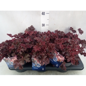 Heuchera   ...