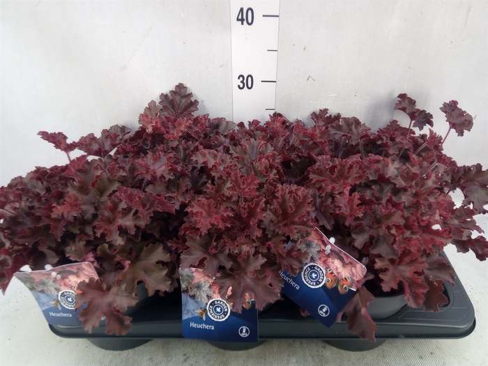 Heuchera   ...