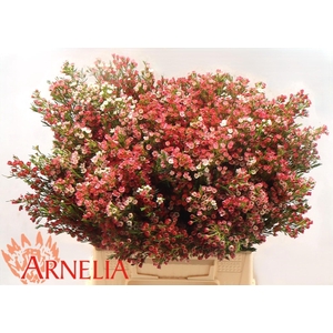 CHAME UN MY SWEET 16